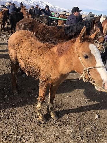 сколько стоит лошади: Продаю | Жеребец | Полукровка | Рабочий — 4