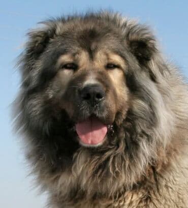 дабирман собака: В СВЯЗИ С ЗАКРЫТИЕМ СОБАЧЬЕГО РЫНКА ПРОДАЮ ЩЕНКОВ С ДОМА Продаю — 3