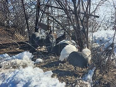 чёрный брама: Цесарки декоративные и хозяйственные породы. Описание: - Птица — 1