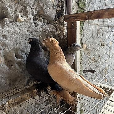 Үй жаныбарлары үчүн товарлар: Декоративные голуби (породный тип с «чубом» на голове и оперёнными — 2