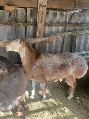 немецкая овчарка черная щенок купить: Продаю | Баран (самец) — 3