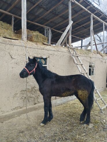 продаю фарель: Продаю | Конь (самец), Жеребенок | Полукровка | На забой, Для разведения, Рабочий — 5