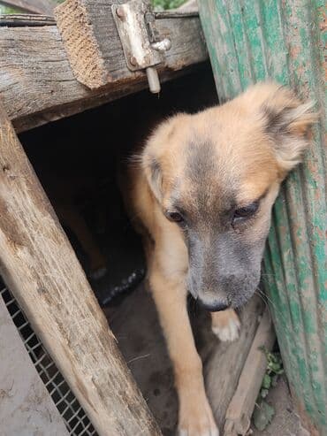 продажа щенков мопса: Щенков отдаю в хорошие руки с учётом фото отчет. даром — 6