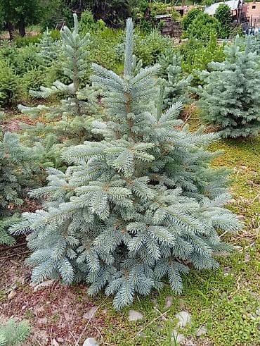 Ель колючая (Picea pungens) «голубая» - Сортовая голубая хвоя