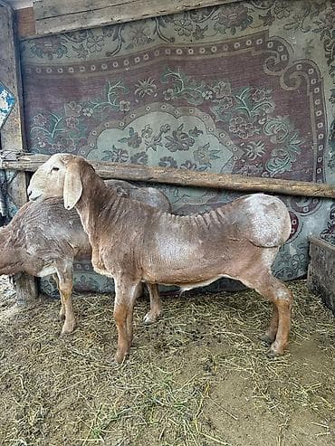 баран живой: Продаю | Баран (самец) | На забой | Племенные — 3