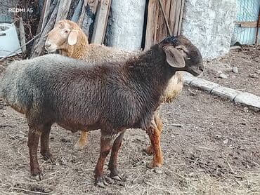 Продаю | Овца (самка) | Для разведения