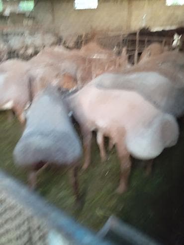 кант тай: Продаю | Овца (самка) | Для разведения | Племенные — 2