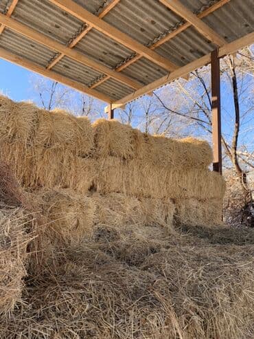 куры цена: Арпа саман салома сатылат кургак под навес турган туктор чон чон 140 — 3