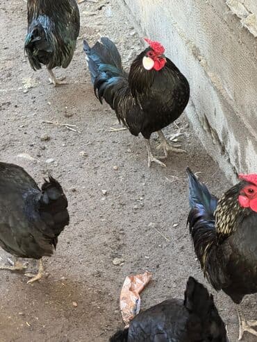 мал алам: Продаю | Куры, Петух — 1