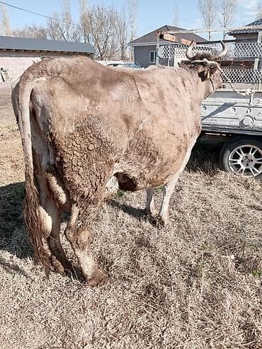 брама ош: Продаю | Корова (самка) — 2