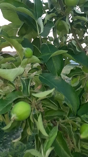 цех продаю: Продаю участок 10.5сот. по факту 12сот. красная книг. можно под — 1