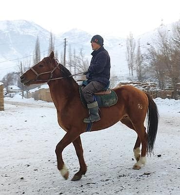 Продаю | Жеребец | Полукровка, Дончак | Для разведения, Конный спорт | Племенные, Осеменитель