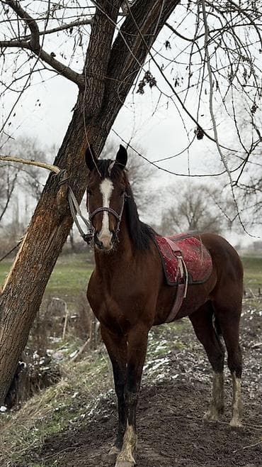 ат тарак: Продаю | Жеребец | Полукровка | Рабочий | Племенные — 4
