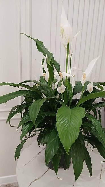 Спатифиллум (Spathiphyllum), крупный куст с цветением - Эффектное