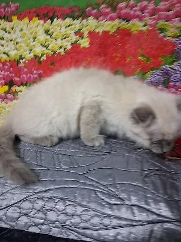Продажа кошек: Скотиш Фолд (Шотландская вислоухая), 2 месяца, Мальчик — 2