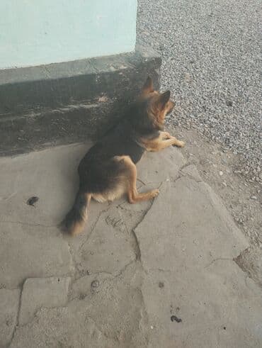 собаки вязка: Овчарка, 2 месяца, Самец — 3