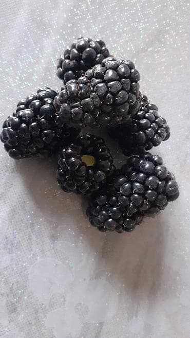 ягоды: Малина и ежевика — саженцы/плодоносящие кусты - Культура — 3