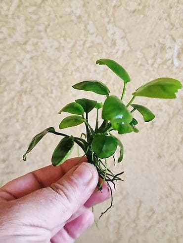 растения для пруда: Аквариумные растения Anubias (анубиас) - Несколько кустиков с — 3