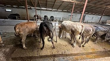 яйца черепахи: Продаю | Корова (самка), Бык (самец) | На откорм — 7