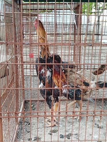 срочна алмашам: Продаю | Куры — 1