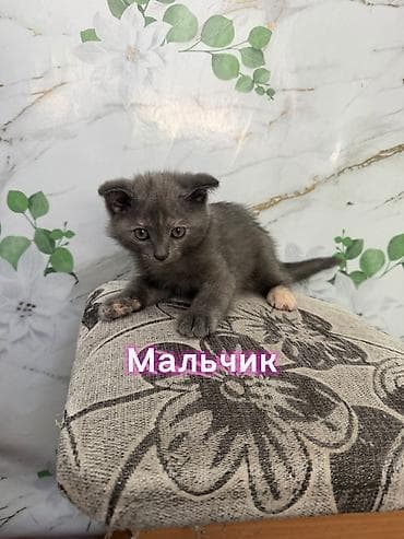 Үй жаныбарлары: Скотиш Фолд (Шотландиялык шалпаң кулак), 2 айлык, Ургаачы, Лотокко барууга үйрөтүлгөн — 3