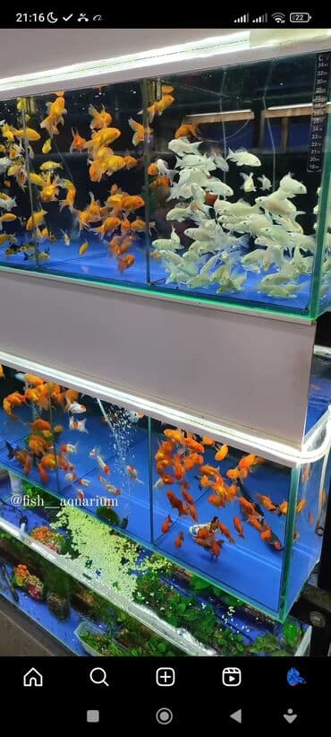 какие рыбы есть в кыргызстане: Рыбки более 40 видов. Аквариумные рыбки. Рыба бишкек. Балык. Алтын — 9