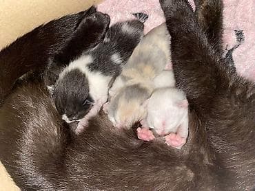 котята мейн кун: 2 месяца, Мальчик, Метис, Приучена к лотку — 6
