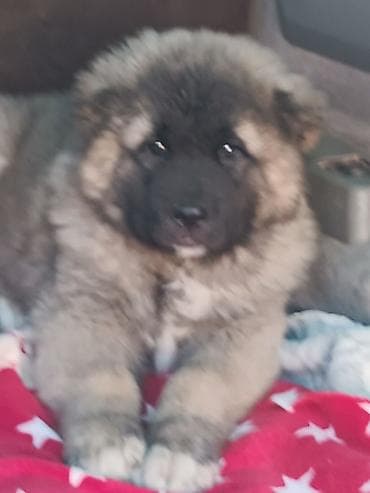 Собаки: Тяньшанский медведь 🐻 открыто продажа щенков кавказской овчарки — 3