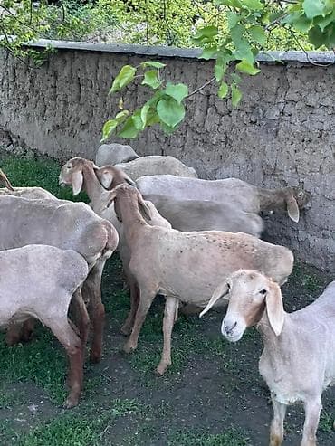 степке алмашам: Сатам | Козу | Арашан | Көбөйтүү үчүн — 3