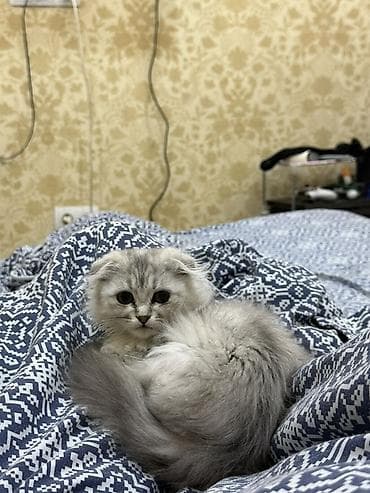 Отдам даром кошку: Скотиш Фолд (Шотландская вислоухая), 1 месяц, Девочка, Серебристая шиншилла, Приучена к лотку — 2