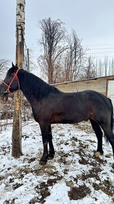 чистокровный конь: Продаю | Конь (самец) | Полукровка | Для разведения, Конный спорт — 5