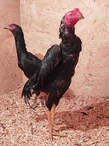 горные лыжи бу из европы: Электровелосипед, Б/у — 4