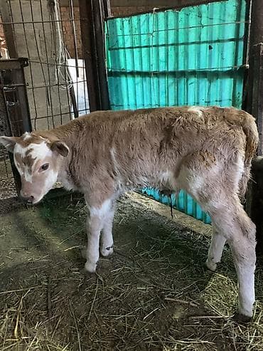 кой соебуз: Продаю | Бык (самец) | Симментальская | На откорм, Для разведения | Искусственник — 1