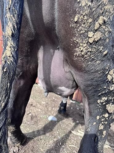 перва телка: Продаю | Корова (самка) | Для молока | Привязанные — 3