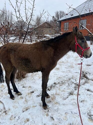 собака дом: Продаю | Жеребенок — 6