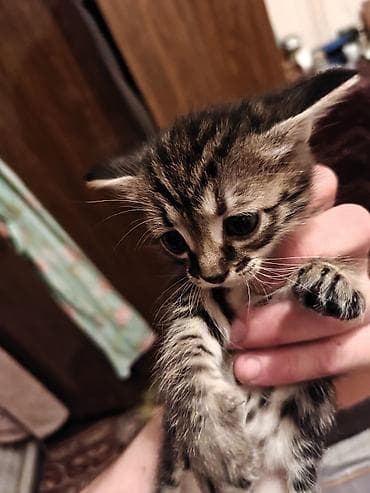 ph down: Котята месячные, два вислоухих и у двух по пол хвоста(с рождения) в — 3