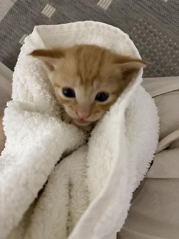 коша: Кошка даром: Беспородная, Мальчик, Приучена к лотку — 3