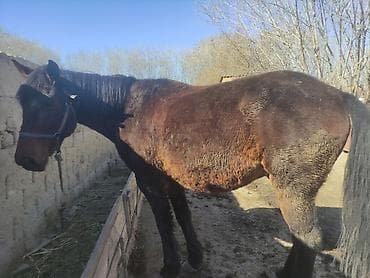 поставщики кормов для животных бишкек: Продаю | Конь (самец) | Рабочий — 4