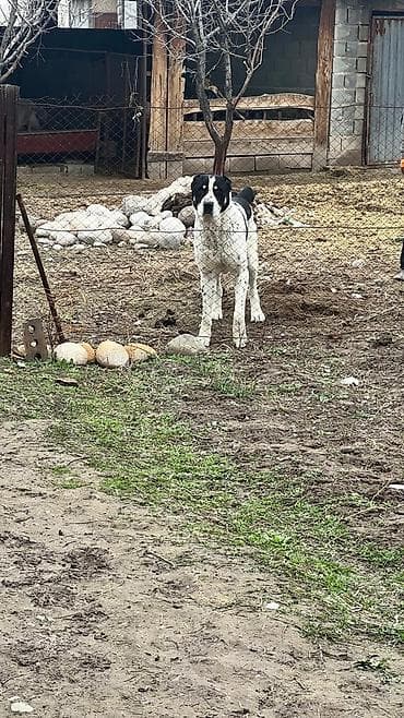 тибетский мастиф собака: Алабай, 3 года, Самец — 2