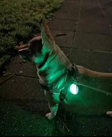 Кошки: Продаются светящиеся кулоны для выгула собак в темное время суток — 2