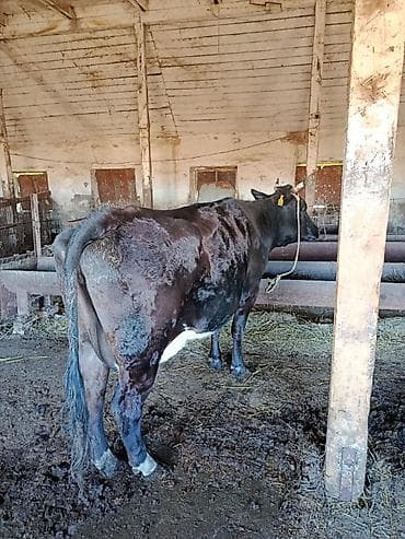 капкан для крысы: Продаю | Корова (самка) | Для молока | Привязанные — 1