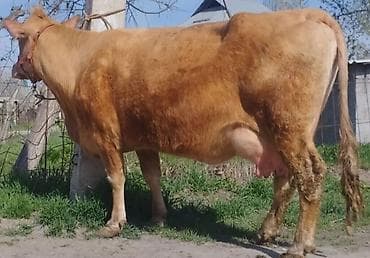 купить сову: Продаю | Тёлка | Полукровка | Для молока | Искусственник — 2