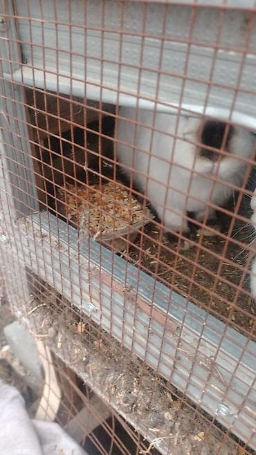 кролики фландр крол крольчата бабочка: Продаю | Крольчата | Для разведения — 2