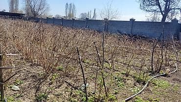 удобрение для малины: Саженцы малины на шпалере - Плодоносящие ряды малины, сформированные — 1