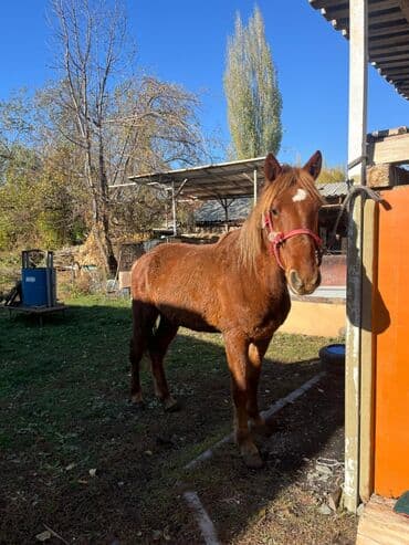 цены породистых собак: Продаю | Конь (самец) | Рабочий — 2