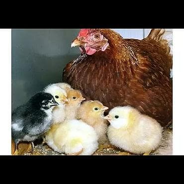 Птицы: Продаётся клуша с 15 цыплятами. Здоровые, активные — 1