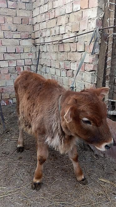 короо кой: Сатам | Музоо | Бордоп семиртүү үчүн | Байланган — 4