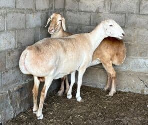 продам бу оборудование для птицефабрики: Продаю | Овца (самка), Ягненок, Баран (самец) | Гиссарская, Арашан | Для разведения, Для шерсти | Племенные, Осеменитель — 4