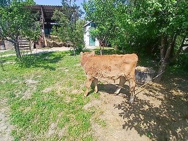 боксер собака купить: Продаю | Бык (самец) | Швицкая | На откорм | Искусственник — 4