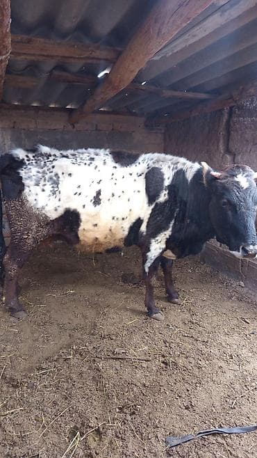 голштин корова: Продаю | Корова (самка) | Полукровка | Для молока | Привязанные — 3